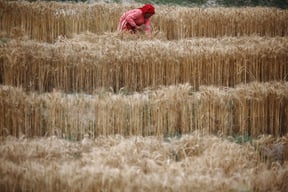 A farmer harvests wheat in Nala, Kavrepalanchok on Tuesday.