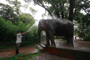 Pawan Kali, the 65-year-old elephant, receiving her daily bath at Central Zoo, Jawalakhel on Monday.