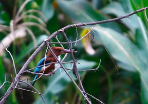 A Kingfisher perches on a branch of a tree at Jharuwasi, Lalitpur on Sunday.