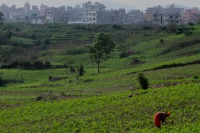 A woman tends to her corn field in Kritipur on Sunday.