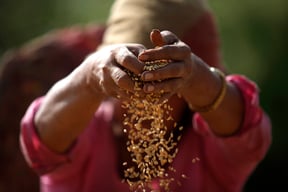 A farmer separates rice grains from the chaff after harvest in Bungamati, Lalitpur on Sunday. Rice is the staple food of almost all Nepalis and is grown abundantly in the Valley and in the southern plains of the country.