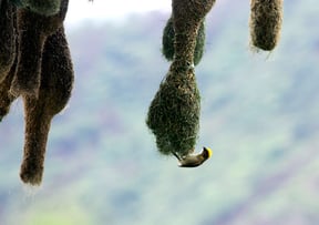 A Baya Weaver builds a nest in a tree on the outskirts of Kathmandu on Friday.
