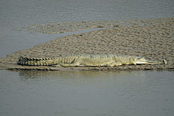No more crocodile tears for gharials
