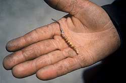 Gold rush in Dolpa