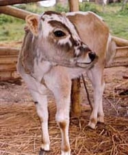 Kathmandu’s street cattle