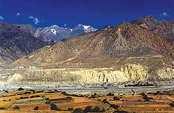 Wild and free in Jomsom