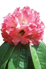 Bloom time in Nepal