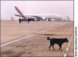 Going to the dogs