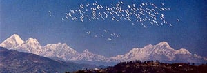 Bird country