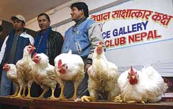 The essence of chicken