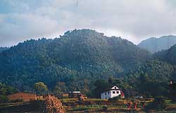 Why the insurgency has protected forests