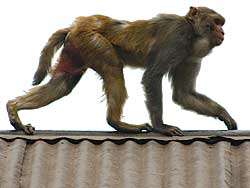 Year of the monkey