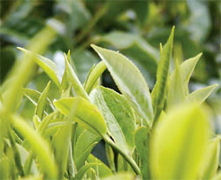 A new leaf