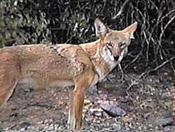 Communicating with Coyote 1