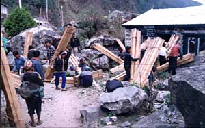 Tree poachers