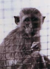 Monkey business