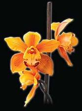 Orchid fever