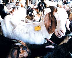 Cybergoats and virtual bokas