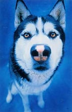In praise of watchdogs