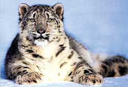 The Snow Leopard