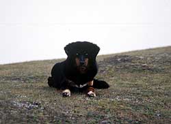 Khumbu’s wild dogs