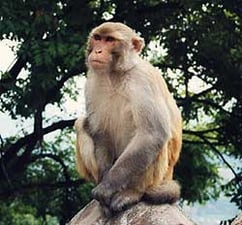 Monkey business