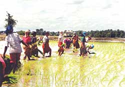 Maoism in the monsoon