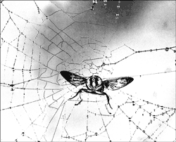 In a spider’s web