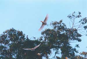 Return of the egrets