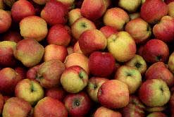 Himalayan apples