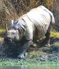 His Excellency Ramesh the Rhino