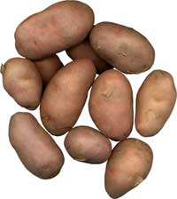Potato