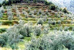 Coming soon- Nepali olive oil