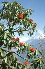 Himalayan Flowers