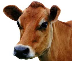 Holy cow!
