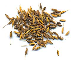 Wild about rice