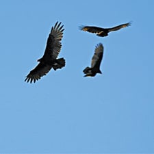Soaring again