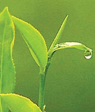 Promoting Nepali tea through tourism