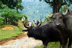 Nepali cynicism