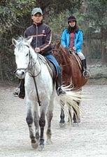 Kingdom for a horse
