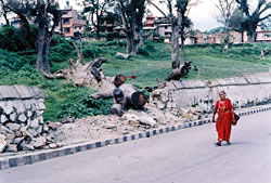 Hariyo ban Nepal ko dhan