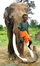 Man and beast