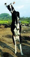 Goat or cow?