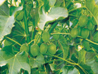 Biodiesel in Nepal