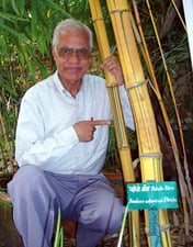 Bamboo master
