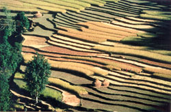 Farming and rural poverty
