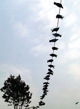 Birds on a wire