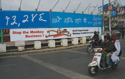 Primate business