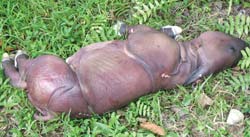 Baby rhinos in danger
