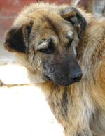 Clever little dog seeks loving owner